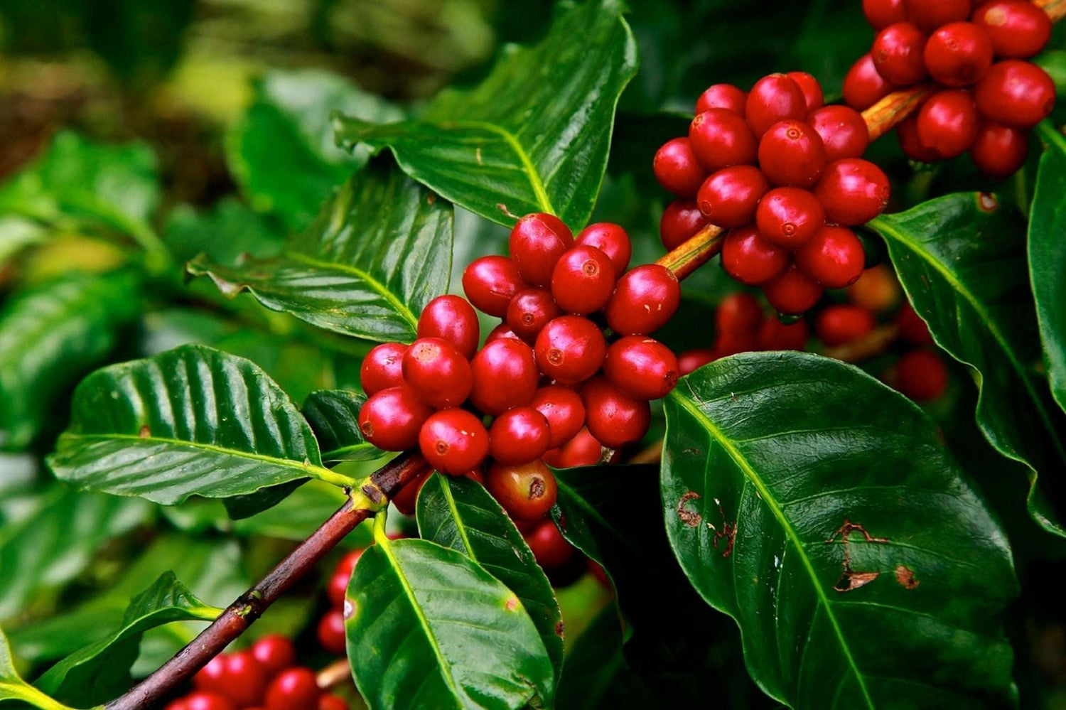 Crafting the Art of Specialty Coffee: A Journey with Nomonym Coffee